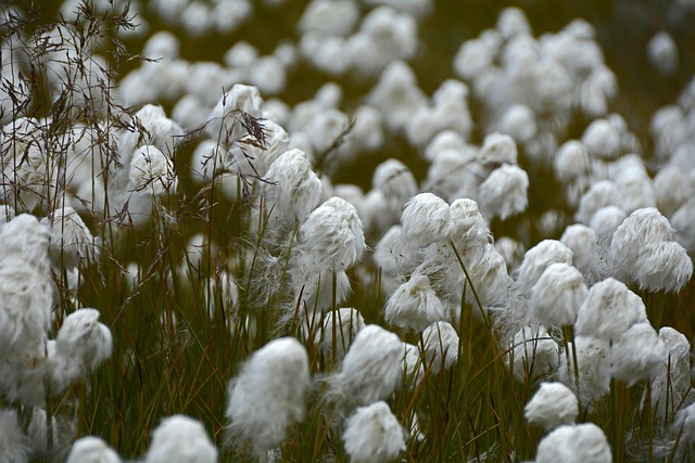 cotton-rebel-flags-640x480-3574508.jpeg