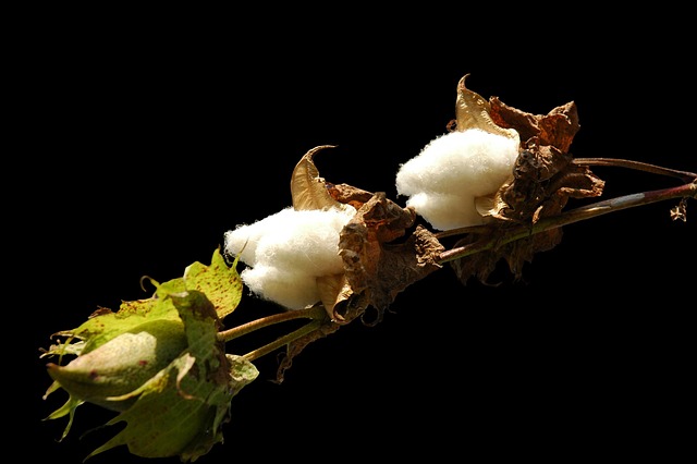 Cotton Rebel Flags
