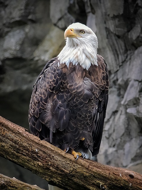 Trump flag with eagle and slogan