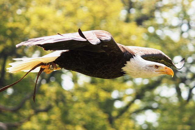 Trump flag with eagle and slogan