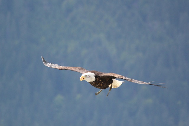 Trump flag with eagle and slogan