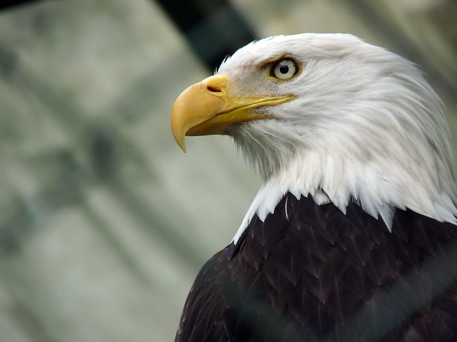 Trump flag with eagle and slogan