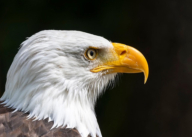 Trump flag with eagle and slogan