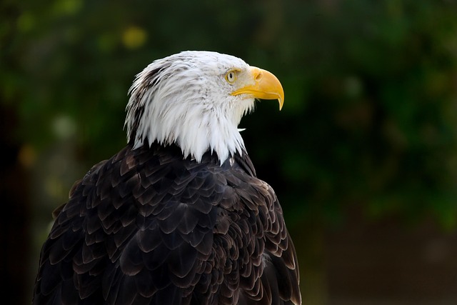 Trump flag with eagle and slogan