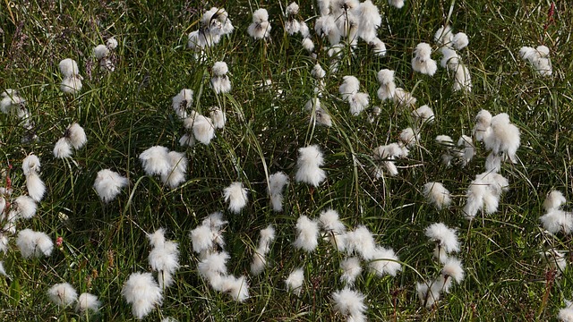 cotton-rebel-flags-640x480-32953161.jpeg