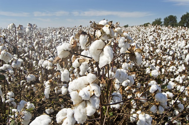 Cotton Rebel Flags