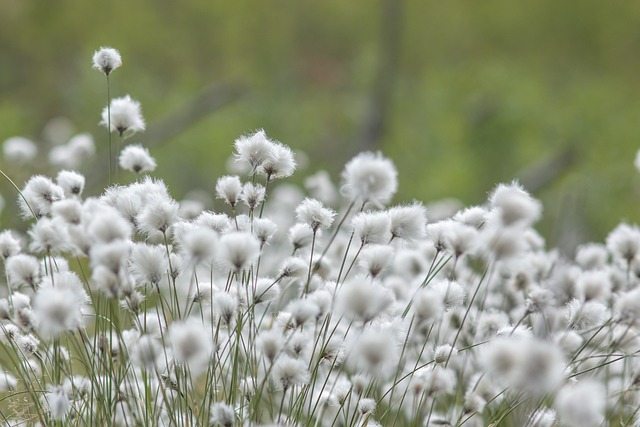 Cotton Rebel Flags