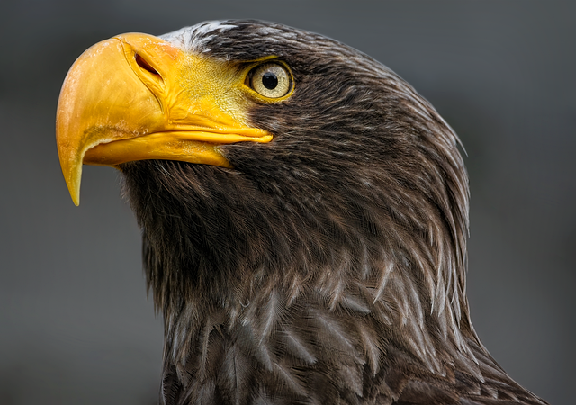 Trump flag with eagle and slogan