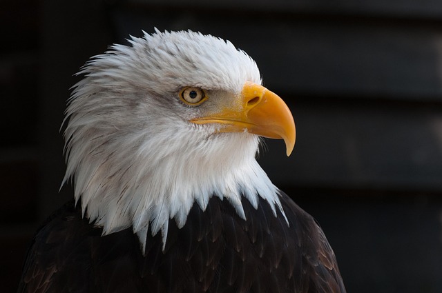 trump-flag-with-eagle-and-slogan-640x480-12491209.jpeg