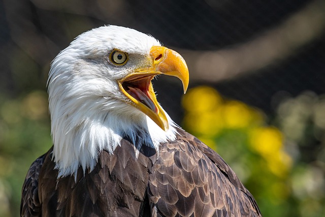 Trump flag with eagle and slogan