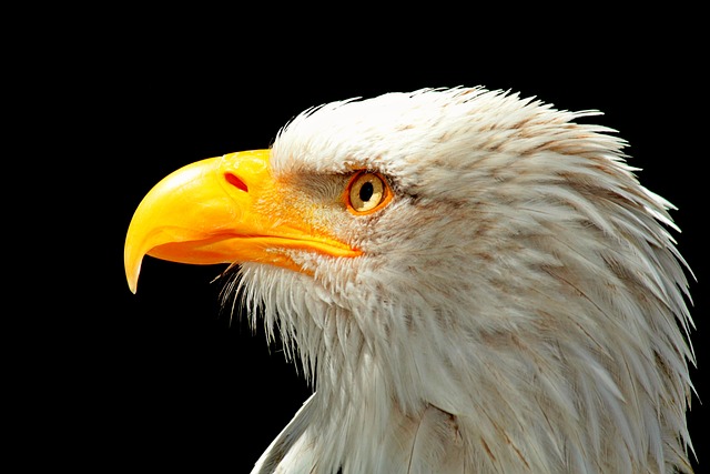 Trump flag with eagle and slogan