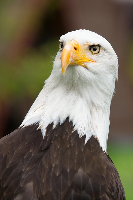 trump-flag-with-eagle-and-slogan-640x480-48009439.jpeg