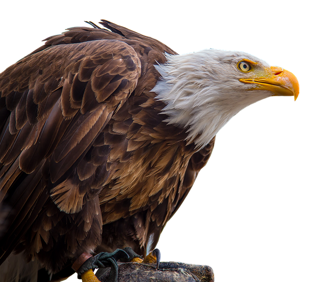 Trump flag with eagle and slogan