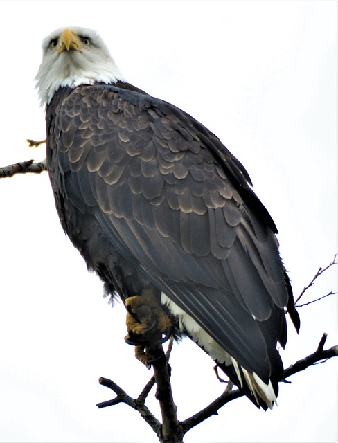 american-eagle-american-flag-640x480-2958154.jpeg