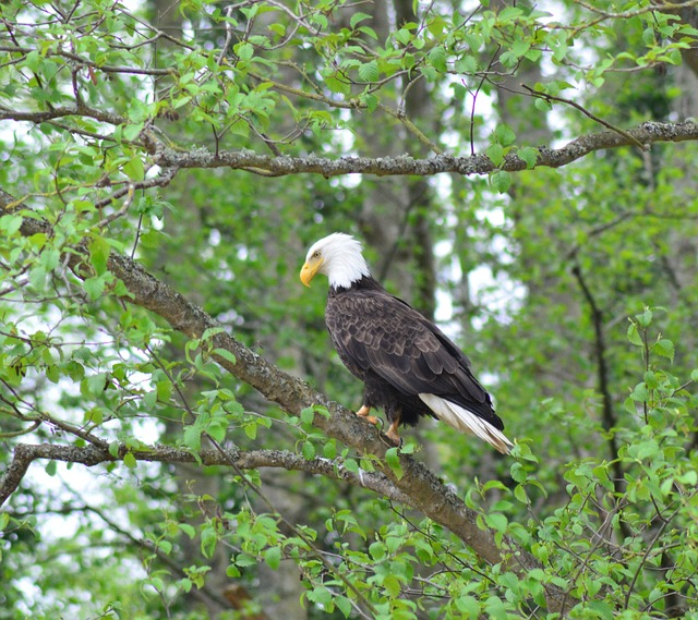 american eagle american flag
