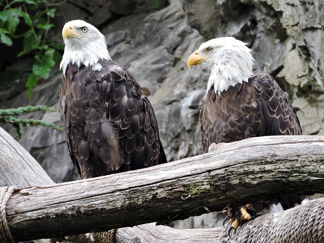 american eagle and flag