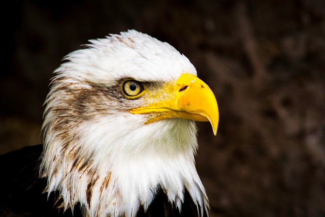 american eagle and flag
