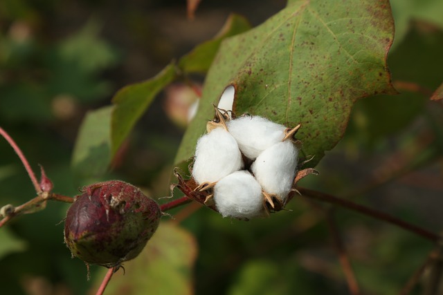 Cotton Civil War Flags