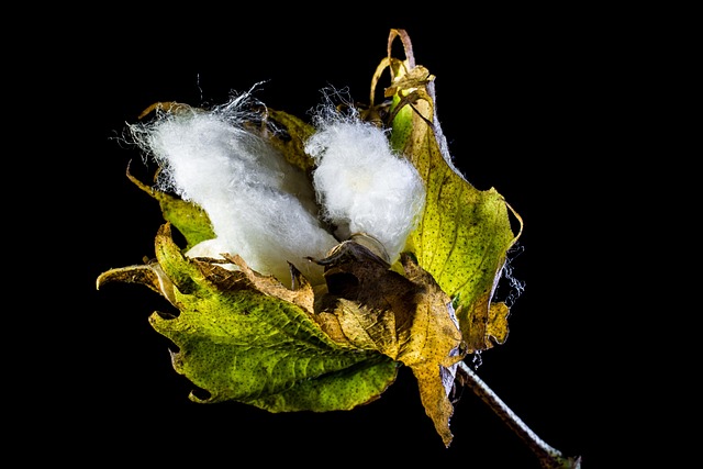Cotton Rebel Flags
